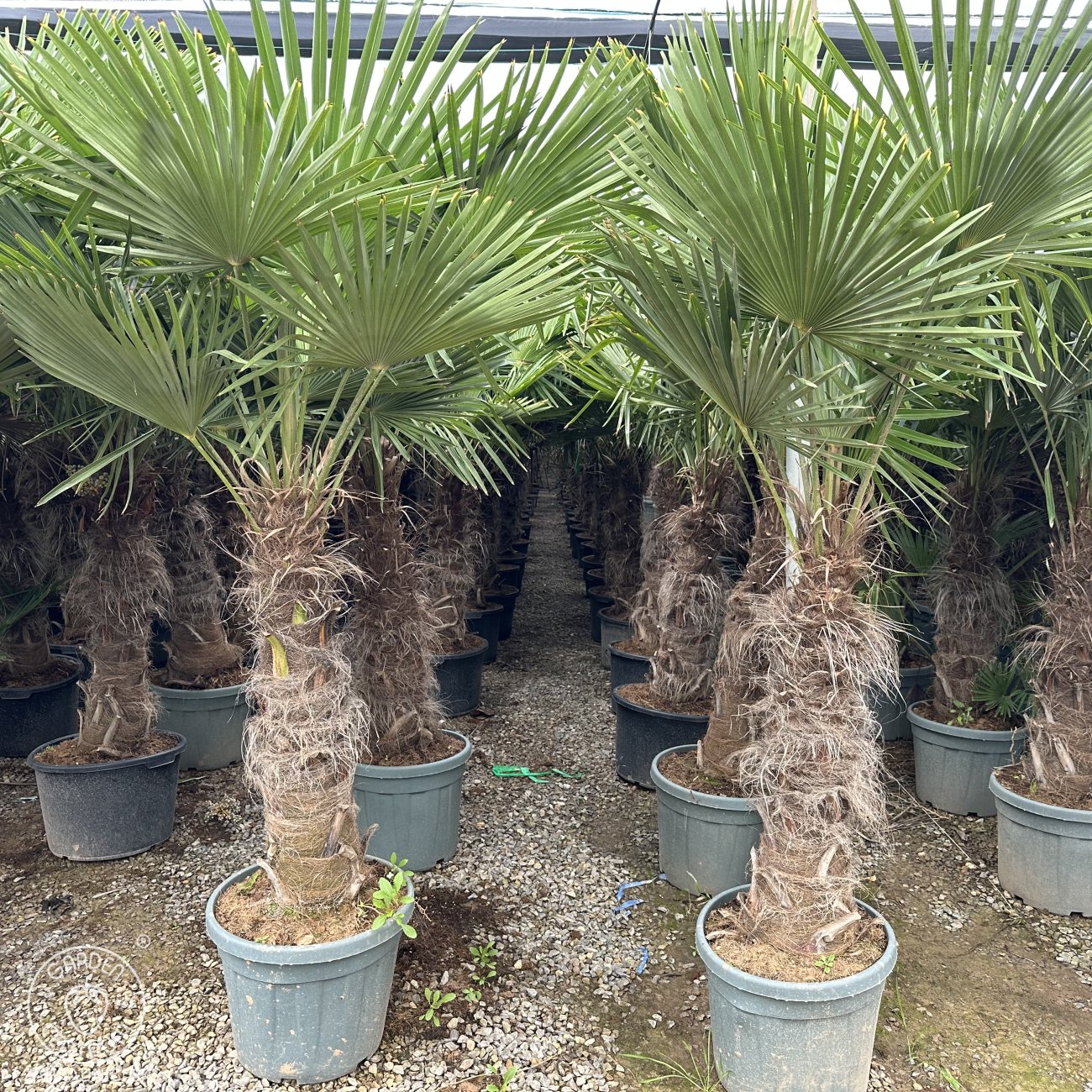 Obrázok Palma konopná (Trachycarpus fortunei) - výška kmeňa 80-90 cm, celková výška 160-180 cm (-17°C)